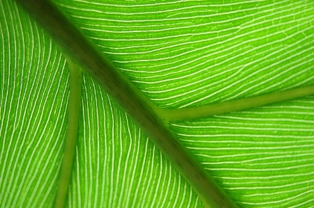 Leaf Close-up