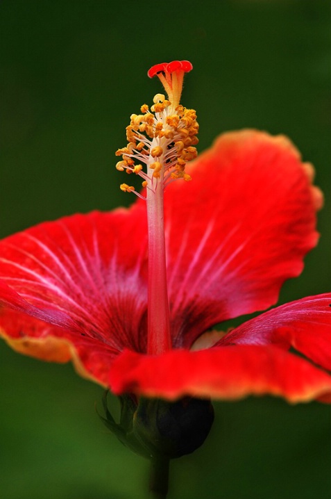 Hibiscus