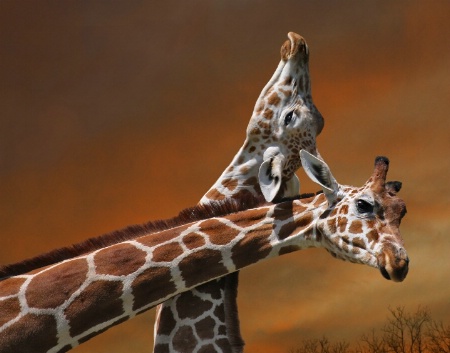 Giraffe Necking