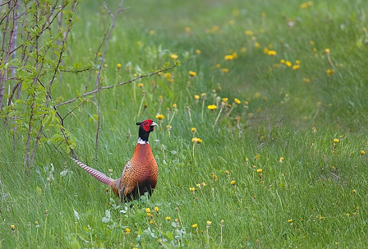 Spring Rooster