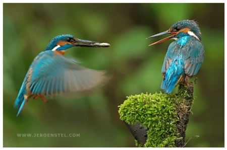 Kingfishers sharing Fish