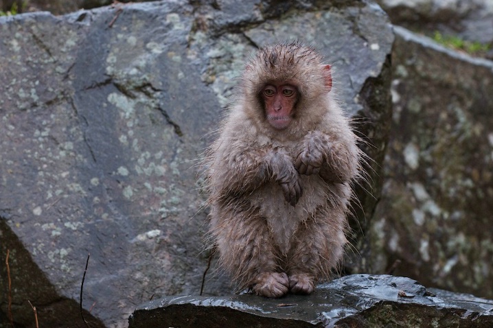 Japanese Macaque, Jigokudani, Nagano, Japan