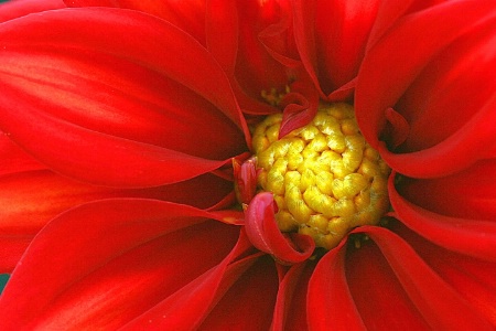 dahlia red