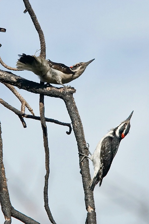 Hairy Woodpecker Territorial Dispute