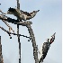 2Hairy Woodpecker Territorial Dispute - ID: 6321623 © John Tubbs