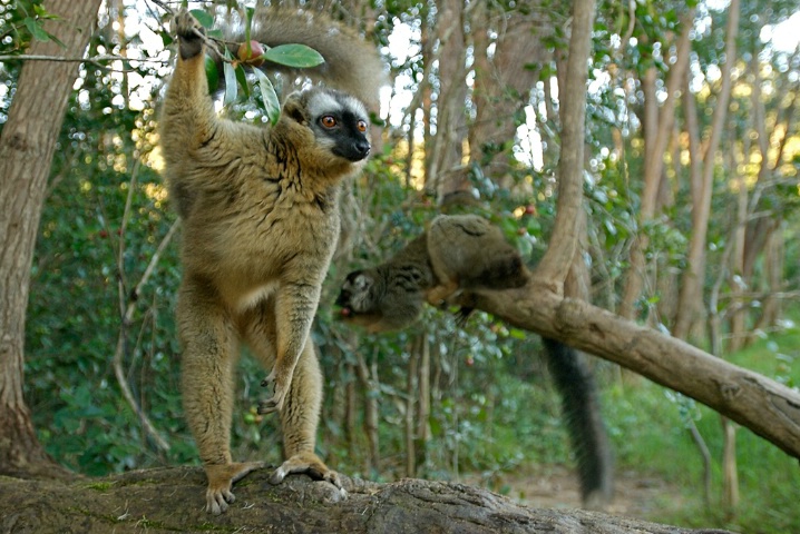 Red Fronted Brown Lemurs