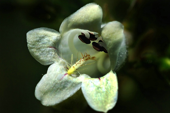 Wild Flower