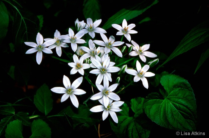 Wildflowers, Great Smoky Mountains    B-11-13