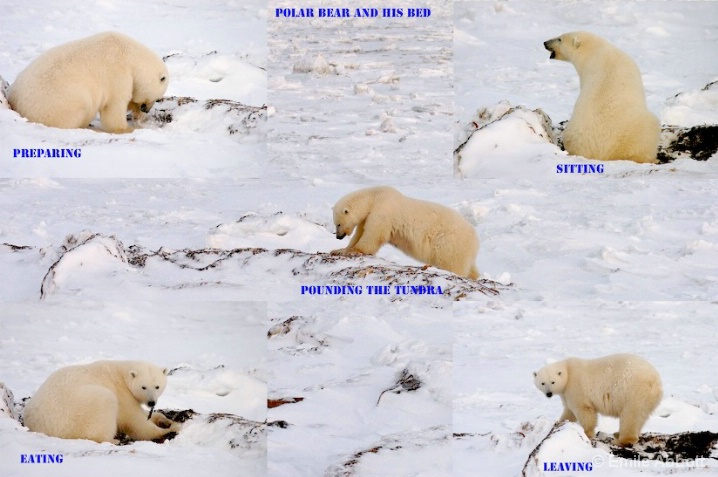 STORY OF THE POLAR BEAR BED - ID: 6327586 © Emile Abbott