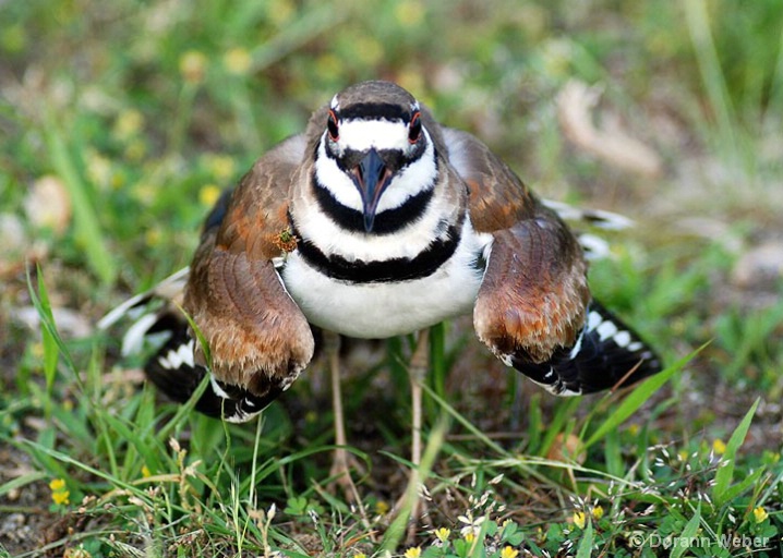 Killdeer 3