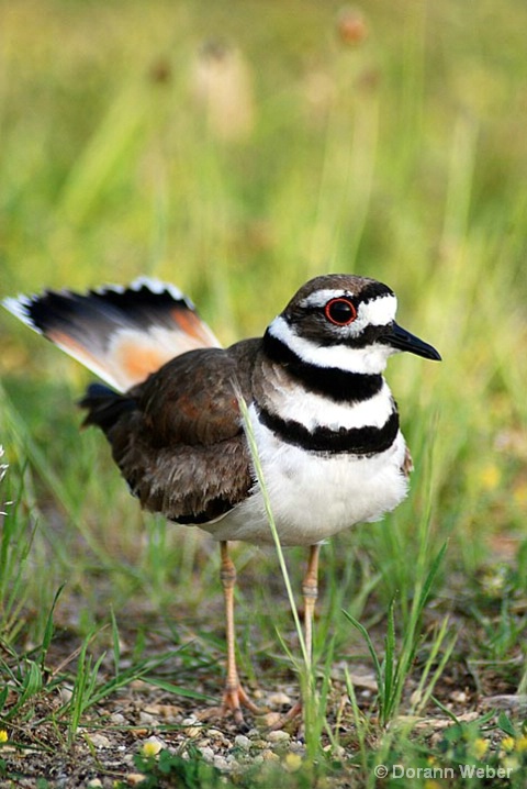 Killdeer