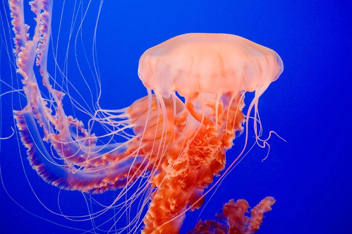 Jellyfish at Monterey Bay Aquarium