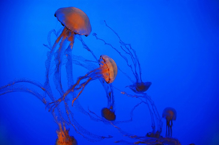 Jellyfishes.