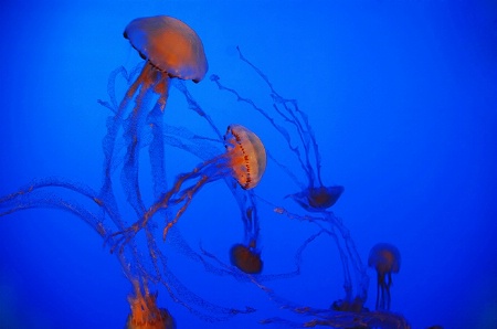 Jellyfishes.