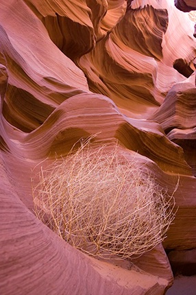 Tumbled Weed - ID: 6334070 © Patricia A. Casey