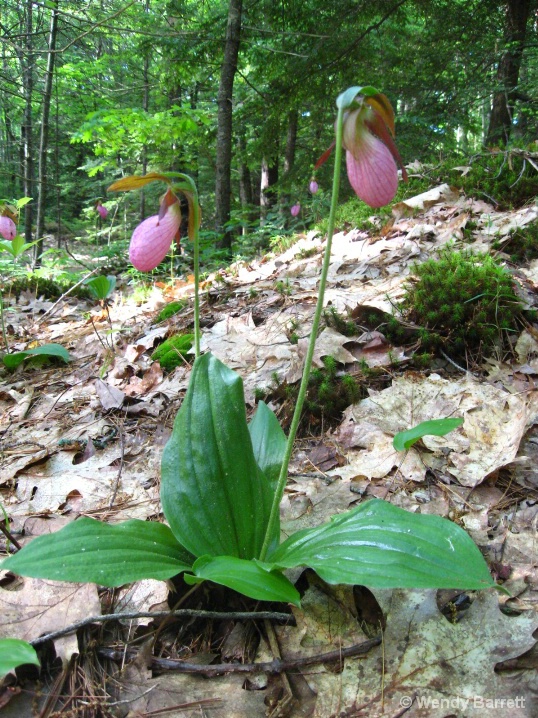 Lady Slippers 2