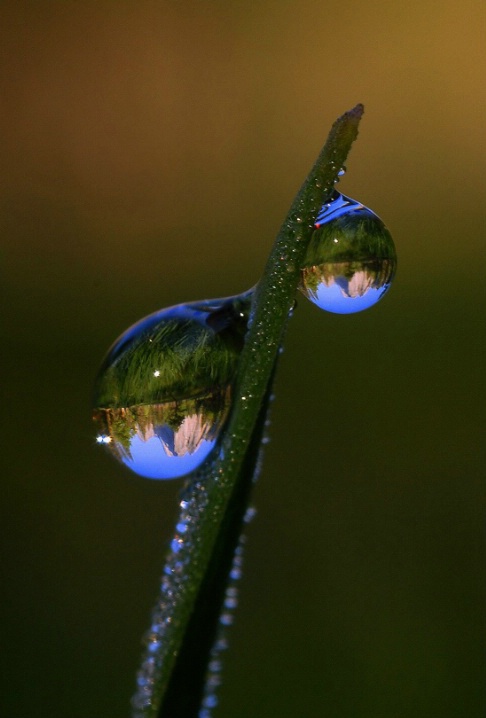 Dew Drop Into Yosemite