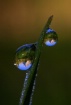 Dew Drop Into Yos...