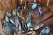 Blue Claw Crabs