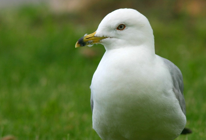 Seagull portrait