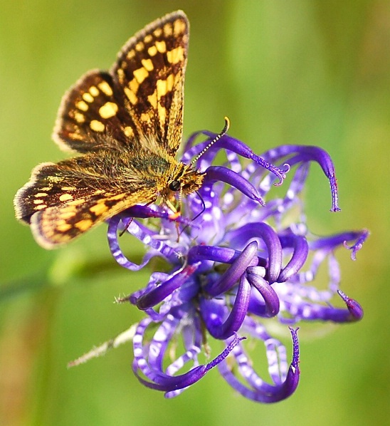 purple flower with butterfly