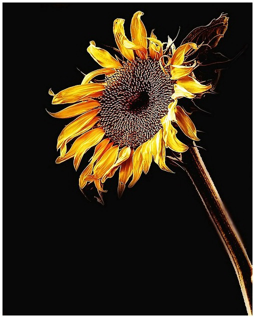 Sunflower ! 