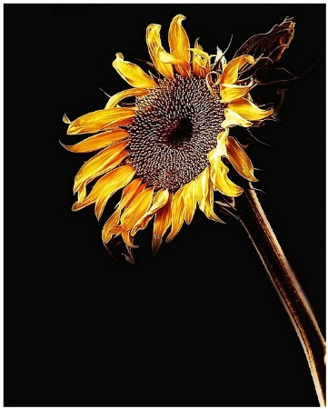 Sunflower ! 