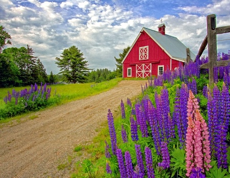 Lupine Farm