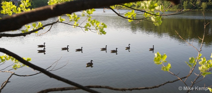 Framing - Geese at Kingstowne Lake