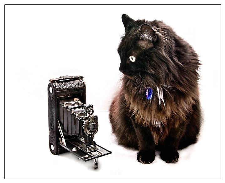 Kitty Cat and Kodak