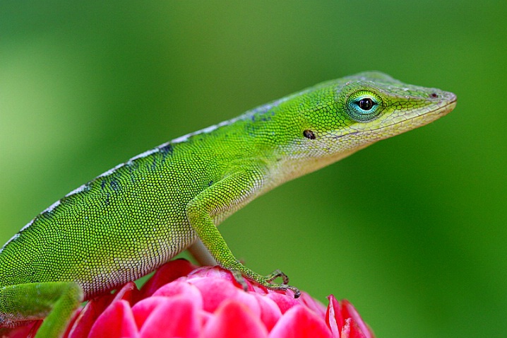 Green Anole