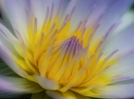 Water Lily Glow