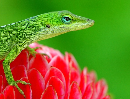 Green Anole Macro