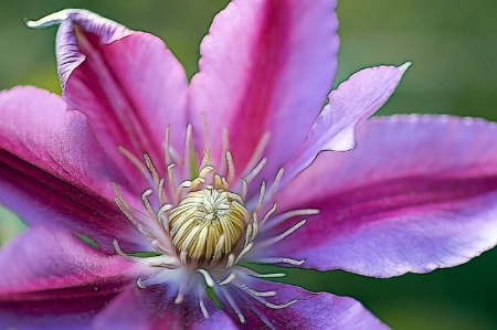 Clematis "Niobe"