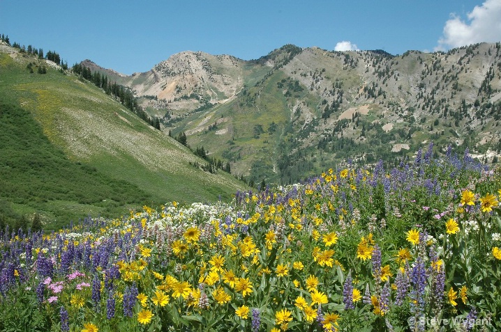 Albion Basin and Mt. Superior