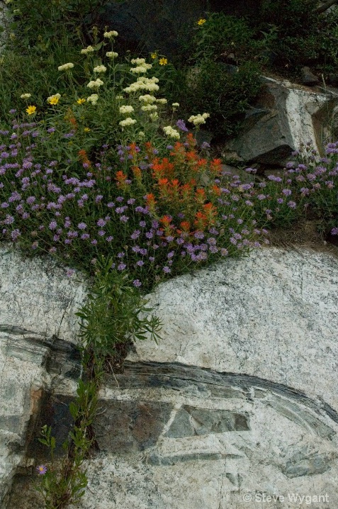 Catherine Lake Wildflowers