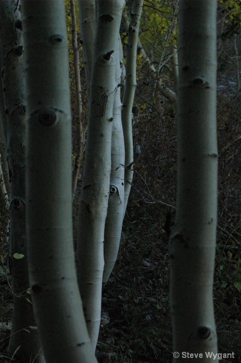 Sidelit Aspens