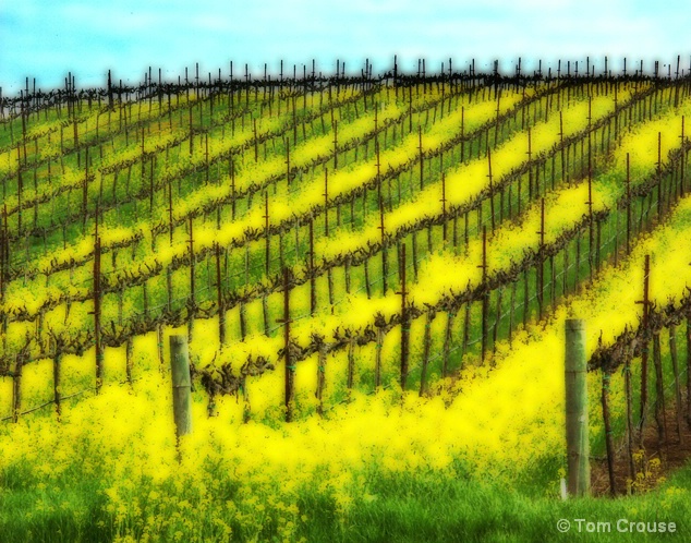 Vineyard Dreaming