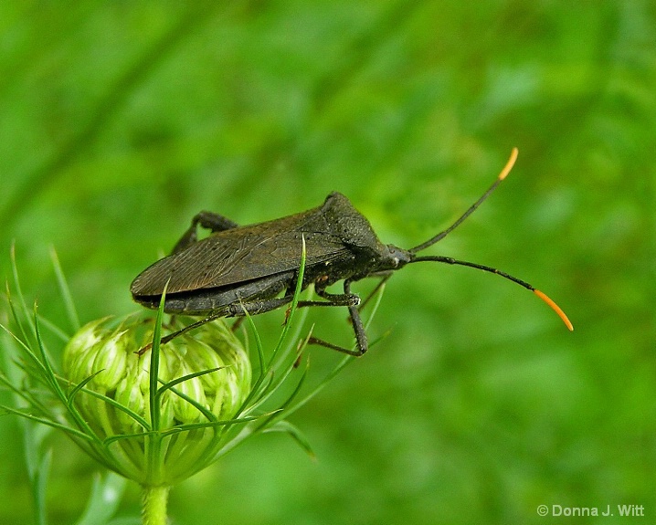 Stink Bug