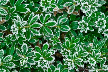 Frosted weeds