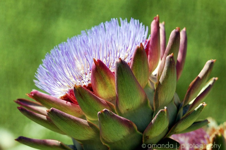 Flowering Artichoke