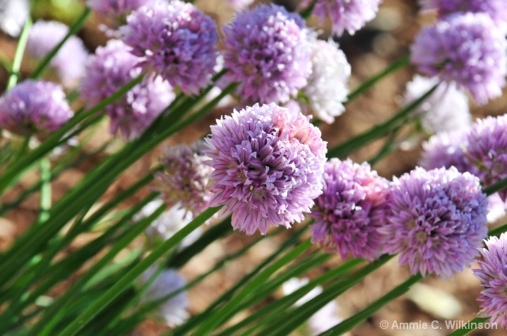 Chives...