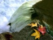 Autumn Colors