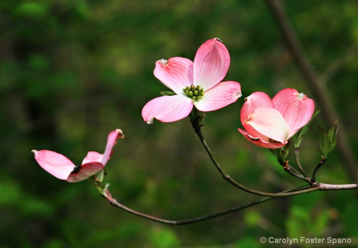 Pink Simplicity