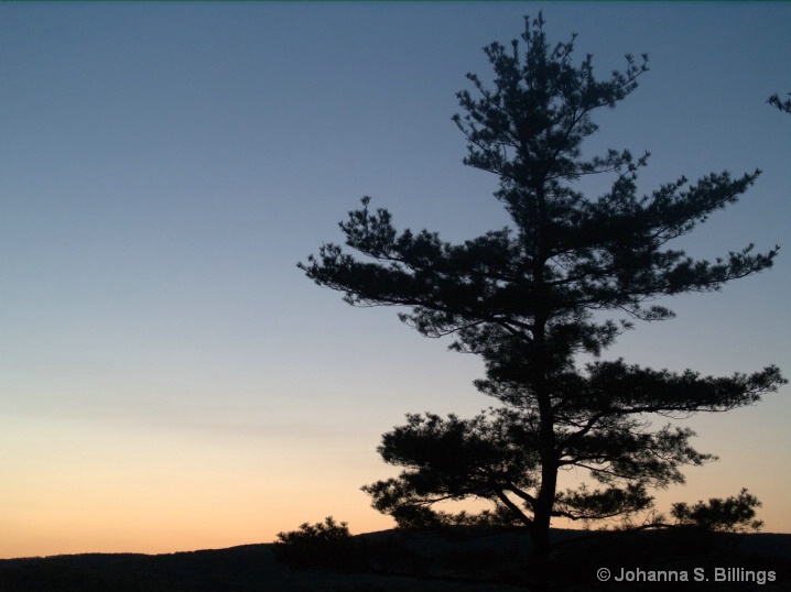 Tree at Twilight - ID: 6366978 © Johanna S. Billings