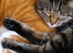 Different Stripes...