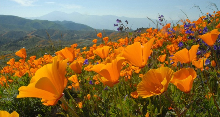 Golden Field