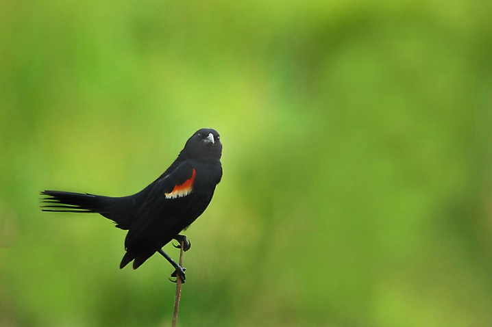 Red Wing Black Bird - ID: 6369915 © VISHVAJIT JUIKAR