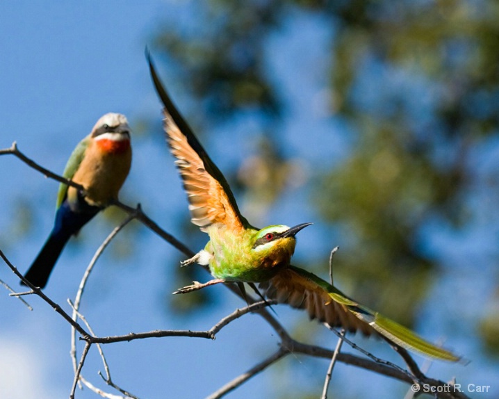 Bee-eater Flight