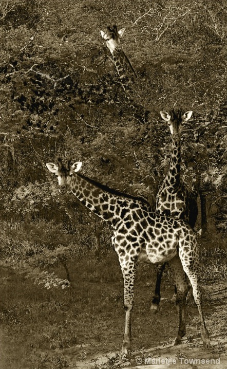 "Three Giraffes"